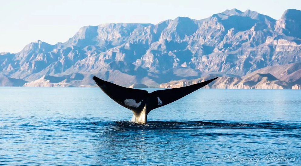 Tour Ballenas Azules