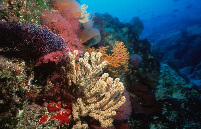 Snorkel & Island Tours